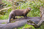 Eurasian otter