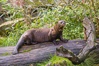 Eurasian otter