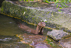 Eurasian otter