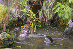 Eurasian otter