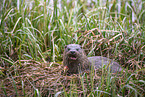 Eurasian otter