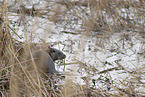 common otter