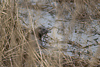 common otter