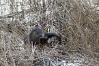 common otter