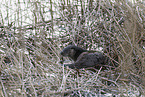 common otter