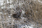common otter