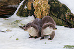 common otter