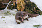 common otter