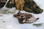 common otter