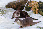 common otter