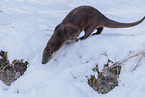 common otter