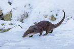 common otter