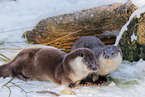 common otter