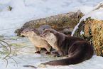 common otter