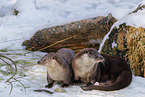 common otter
