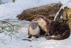 common otter