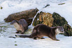 common otter