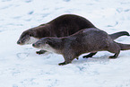 common otter