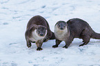 common otter