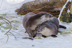 common otter