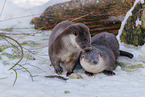 common otter