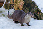 common otter