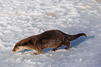 common otter
