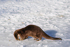 common otter