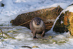 common otter