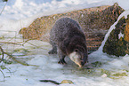 common otter