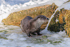 common otter