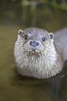common otter