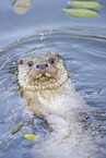 common otter