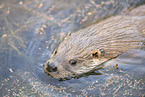 common otter