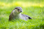 common otter