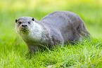 common otter