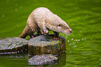 common otter