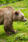 brown bear