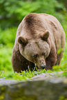 brown bear