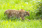 lynx
