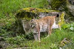 lynx