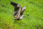 Griffon vulture