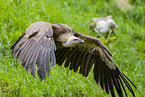 Griffon vulture