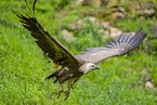 Griffon vulture