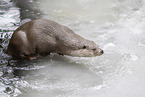 common otter