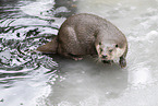 common otter