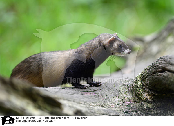 stehender Europischer Iltis / standing European Polecat / FH-01398