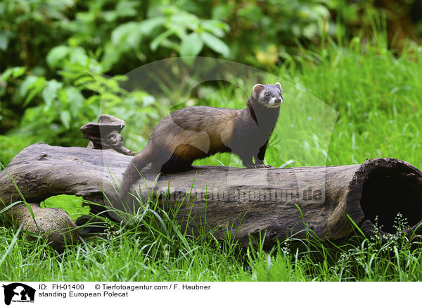 stehender Europischer Iltis / standing European Polecat / FH-01400