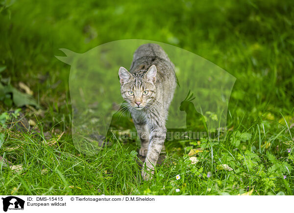 European wildcat / DMS-15415