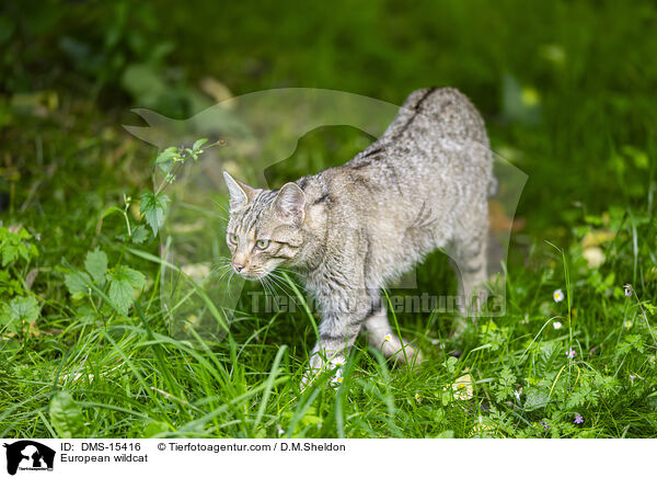 European wildcat / DMS-15416